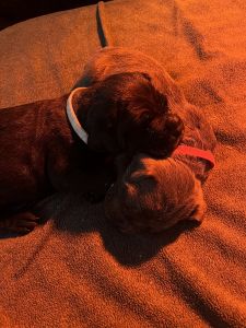 Male Cane Corso Puppies