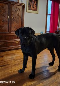 Iccf registered tails dock n first 2 sets of shots