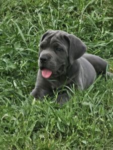 Cane Corso Puppies