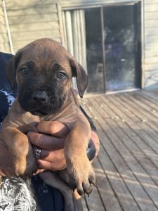 Cane Corso puppies