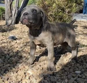 Cane Corso Male