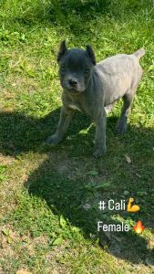 Cane corso puppies