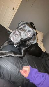 Cane corso