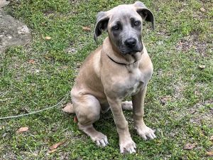 Maples colored Cane Corso