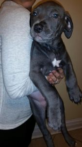Cane Corso Mastiff Puppy Mix