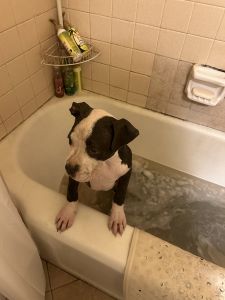 Corso/American bulldog mix