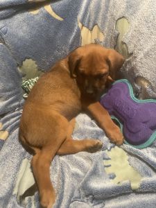 Italian Mastiff/cattle dog mix puppies