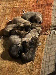 Healthy Cane Corso mixed with pitbull