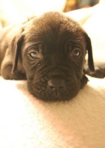 Cane Corso Italian Mastiff Puppies