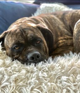 Rehoming our sweet big baby