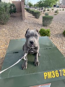 Cane Corso