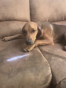 Cane corso doberman mix