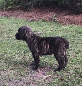 Cane Corso