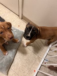 Cane Corse Pitbull 10 Weeks old Need A Home