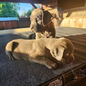 Cane Corso Italian Masstiff pups AKC papered