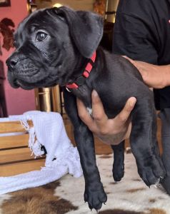 AKC Cane Corso puppies