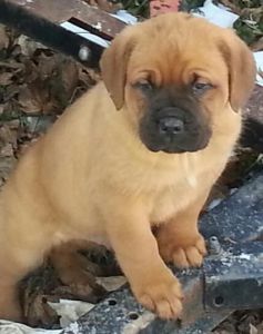 Urban Life's Cane Corso ***