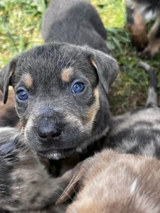 Cane corso, and Rottweiler Shepard mix