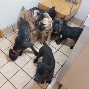 Cane corso pups for sale