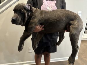 Cane Corso