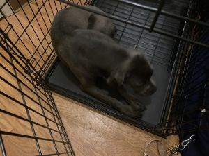 Cane Corso (female)