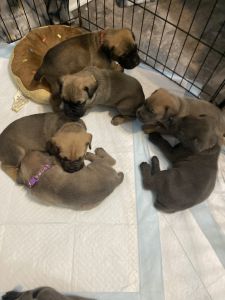 Cane corso