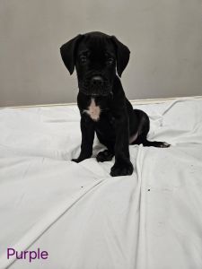 Cane Corso need a home