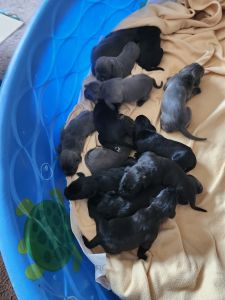 Queen Lucy Zeus of Scotland