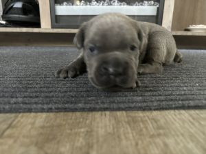 Pure cane corso