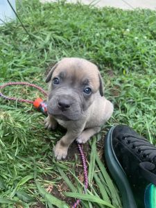 Great estate guardians