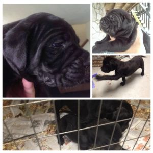 Steel city cane corso straight from Italy