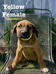 Beautiful Cane corso puppies