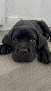 Cane Corso Puppies - 12 weeks old