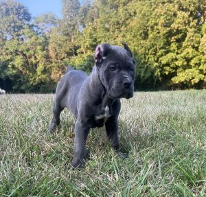 Cane Corso