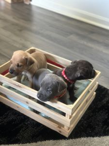 9week old cane corso puppies