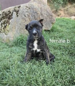 Cane Corso Available now are 10-week-old AKC Cane Corso puppies. All p