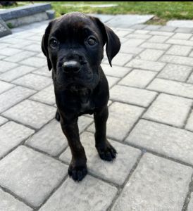 Female Black/Brindle 8 wk