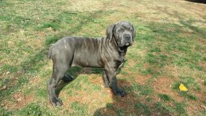 Cane Corso (Italian Mastiff)