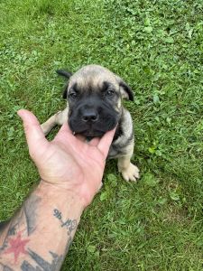 10 week old Cane Corso