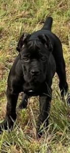 Amazing 12 Week Old Black Female Puppy Available