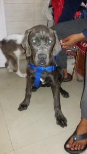 cane corso rare breed chd