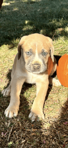 Cane Corso Puppies for sale in Drexel Hill, Pennsylvania. price: $2,500