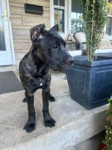 Cane Corso Pup