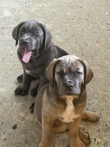 Pure breed, I have two males and one female left, with their vaccinati