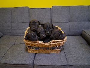 Cane corso pups for sale