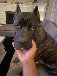 Cane corso