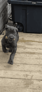 Annabelle Cane Corso puppy