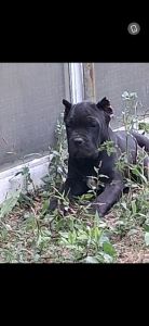 Female cane corso pup