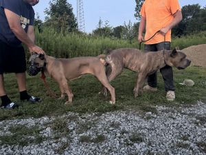 Scandio Cane Corso Blood at it’s finest