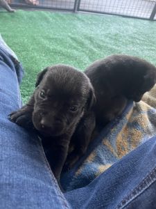 Black male cane corso